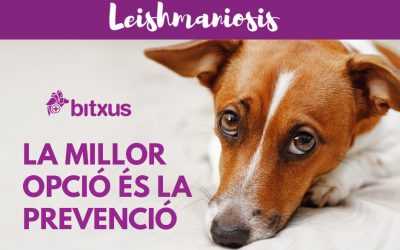 Leishmaniosis canina (malaltia del mosquit)