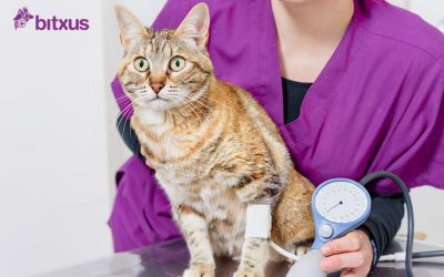 La hipertensió en gats